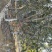 大花溲疏大花溲疏价格大花溲疏产地大花溲疏哪里有