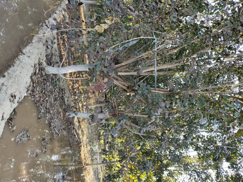 大花溲疏大花溲疏价格大花溲疏产地大花溲疏哪里有