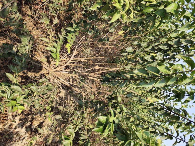大花溲疏大花溲疏价格大花溲疏产地大花溲疏哪里有