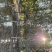 大花溲疏大花溲疏价格大花溲疏产地大花溲疏哪里有