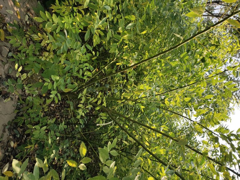 大花溲疏大花溲疏价格大花溲疏产地大花溲疏哪里有