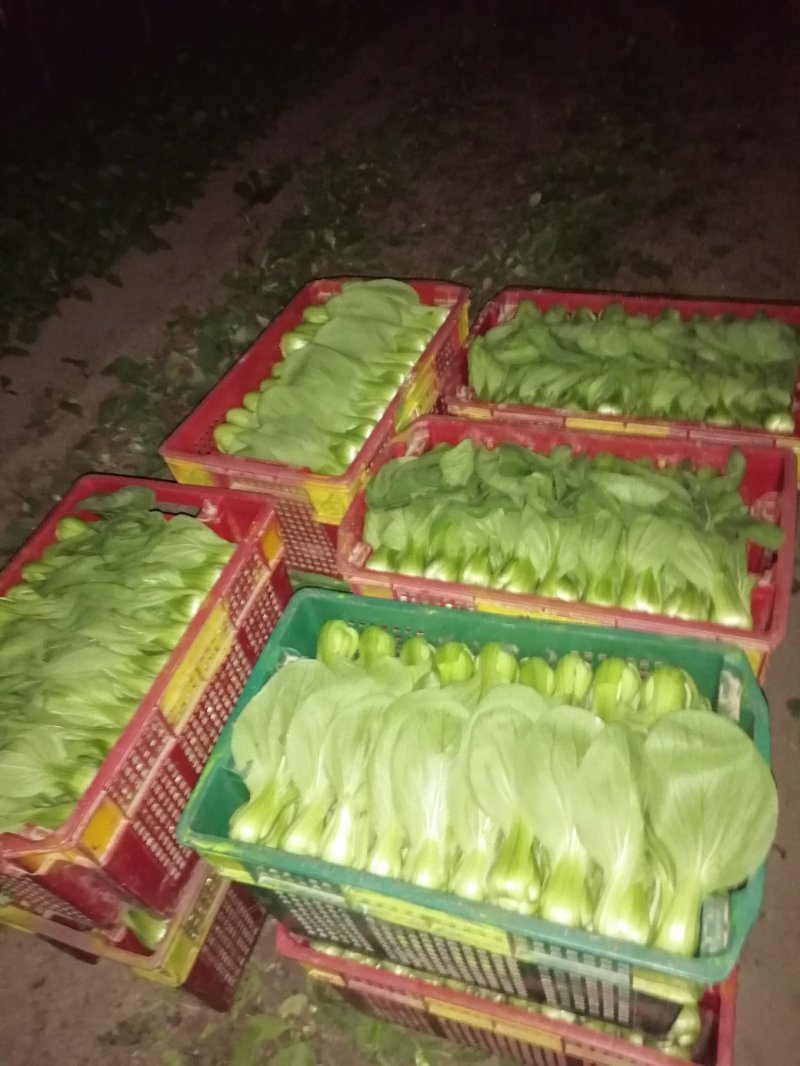 青梗菜