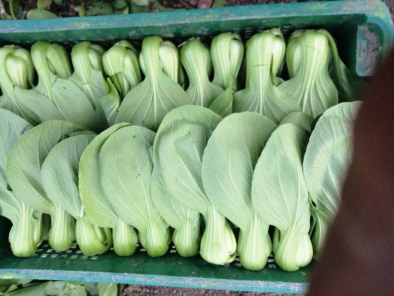 青梗菜