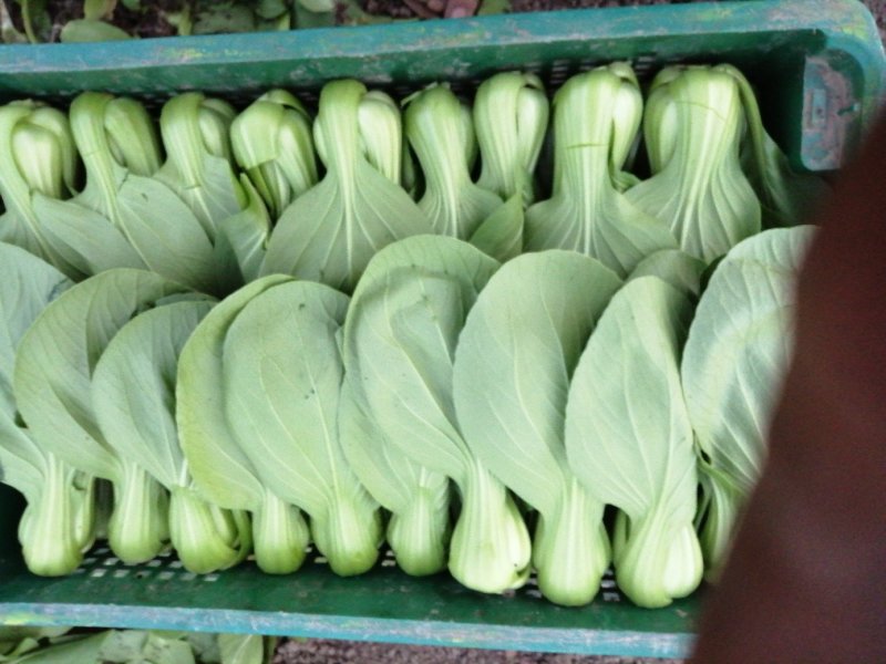 青梗菜