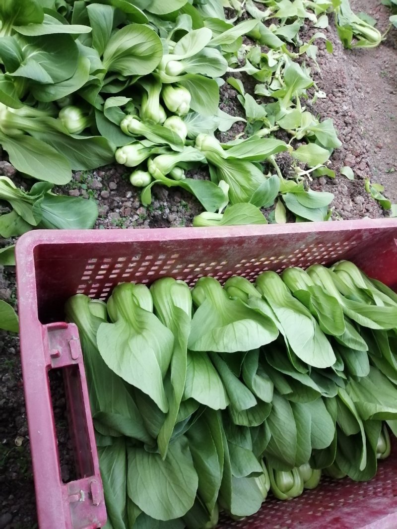 青梗菜