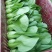 青梗菜