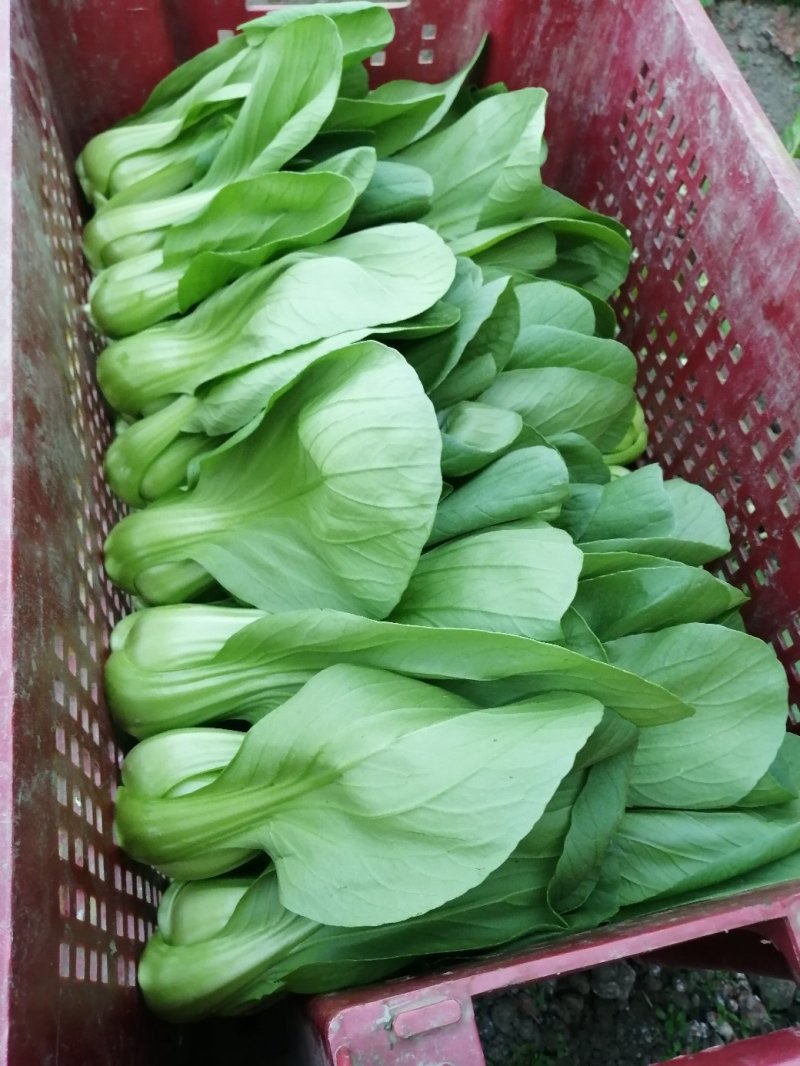 青梗菜