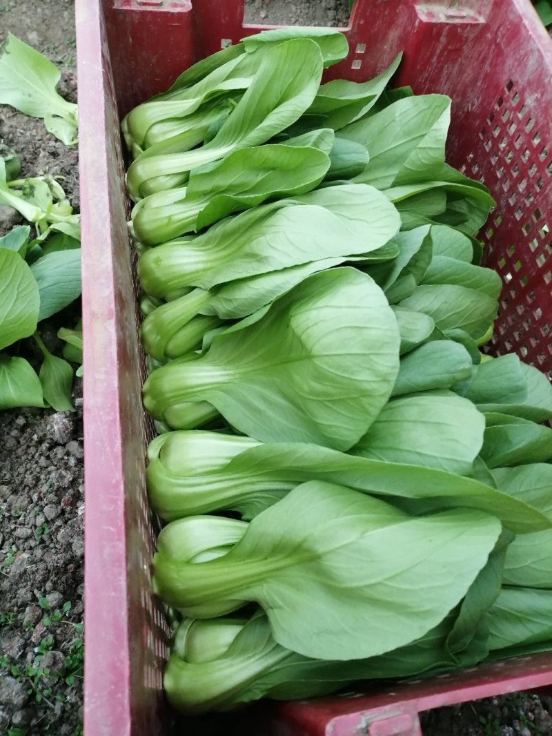 青梗菜