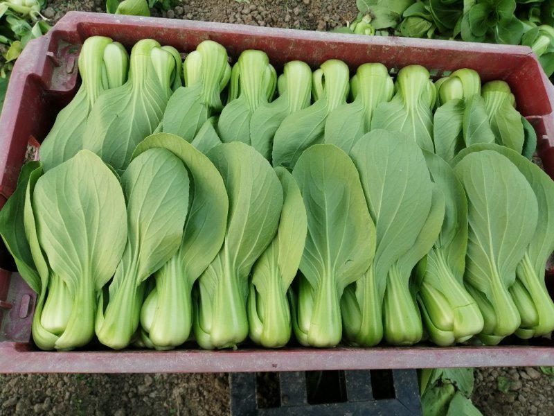 青梗菜