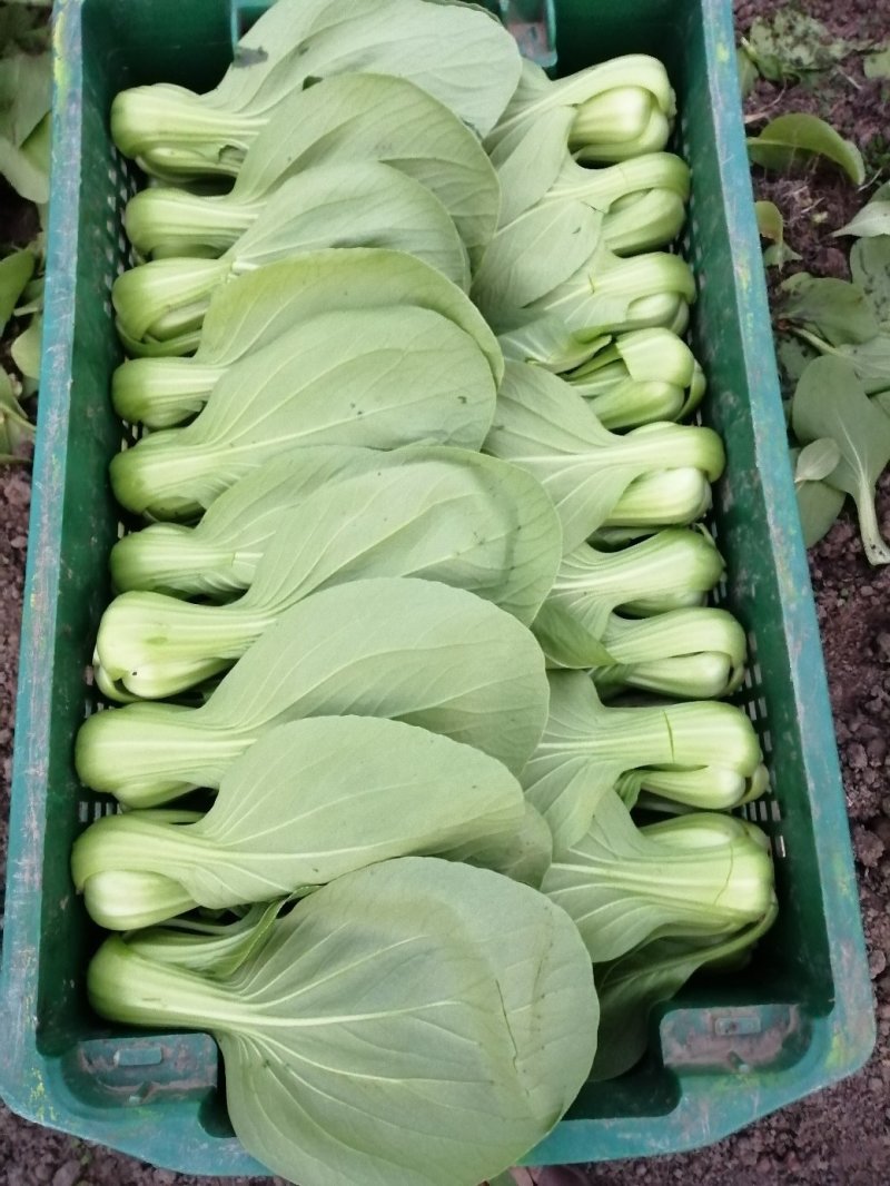 青梗菜