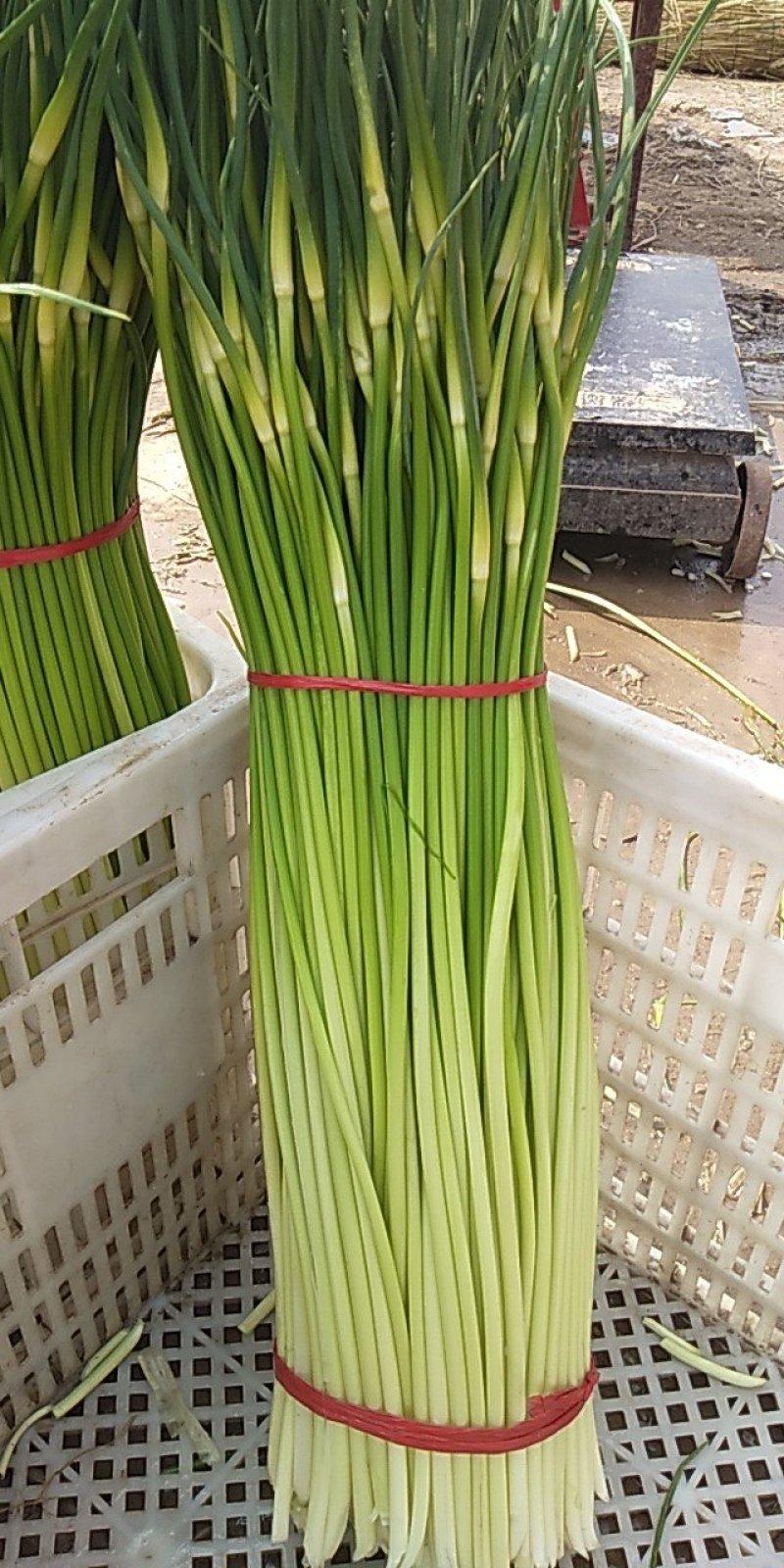 苏北地区万亩精品蒜薹以陆续上市，欢迎各位老板前来选购