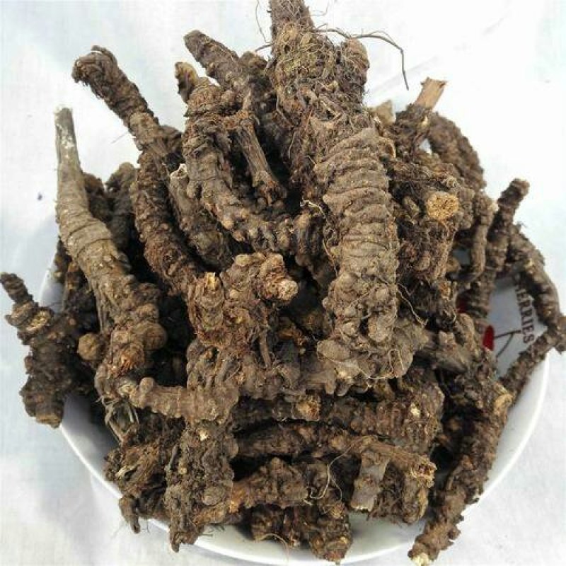 羌活，常年批发各种规格，各种产地甘肃货，四川羌活