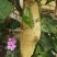 2020老挝野生小草蜂蜜新上市