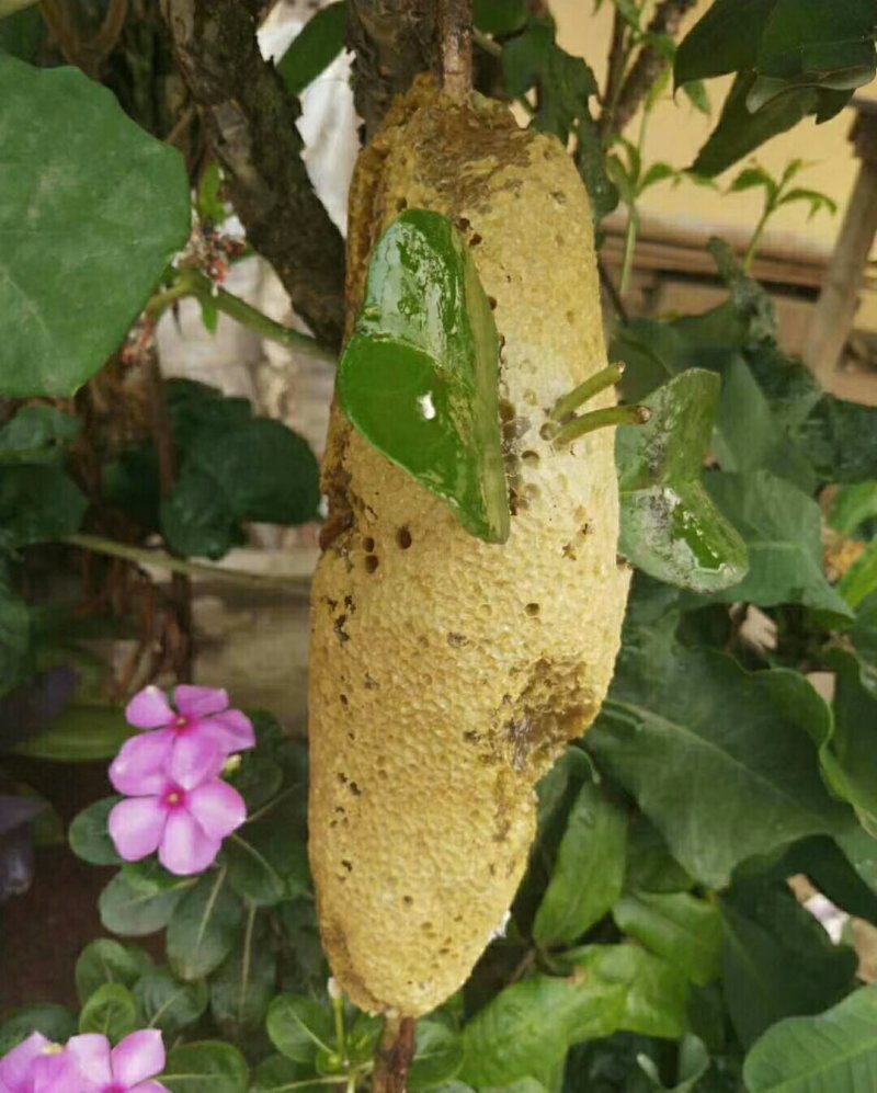 2020老挝野生小草蜂蜜新上市