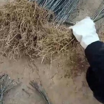 南强一号大红袍花椒苗。