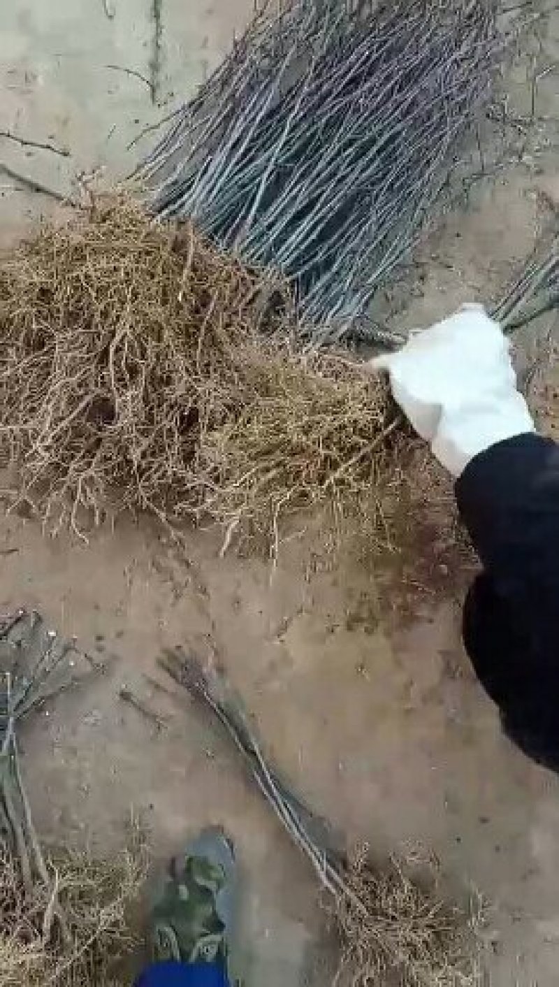 南强一号大红袍花椒苗。