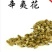 辛夷花，中药材辛，夷花药食两用，材料