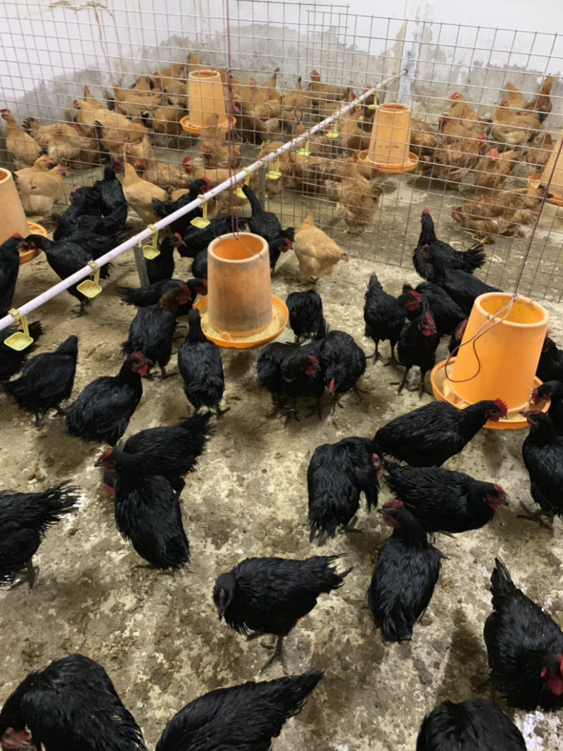 走地鸡可客户需要订制欢迎食堂连锁企业的釆购证件齐全