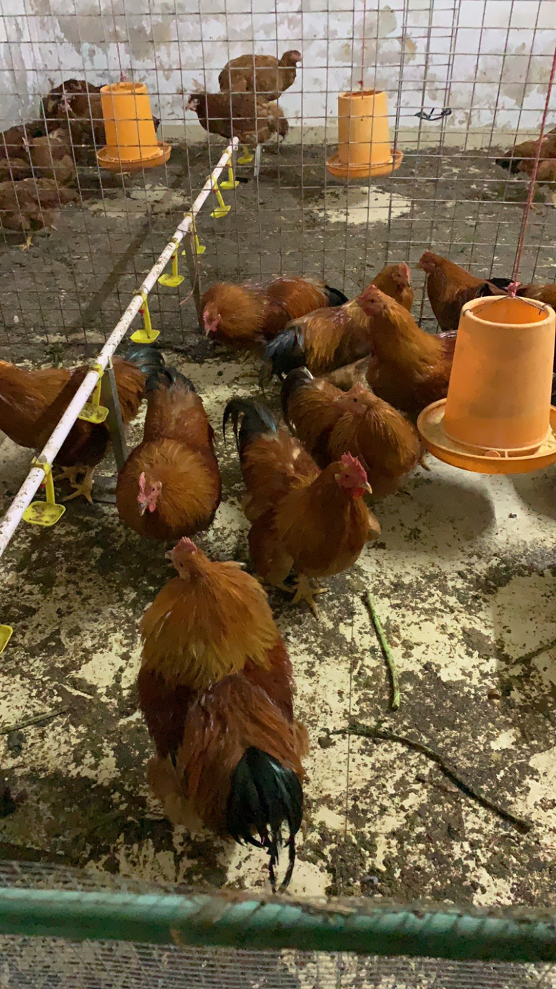 走地鸡可客户需要订制欢迎食堂连锁企业的釆购证件齐全