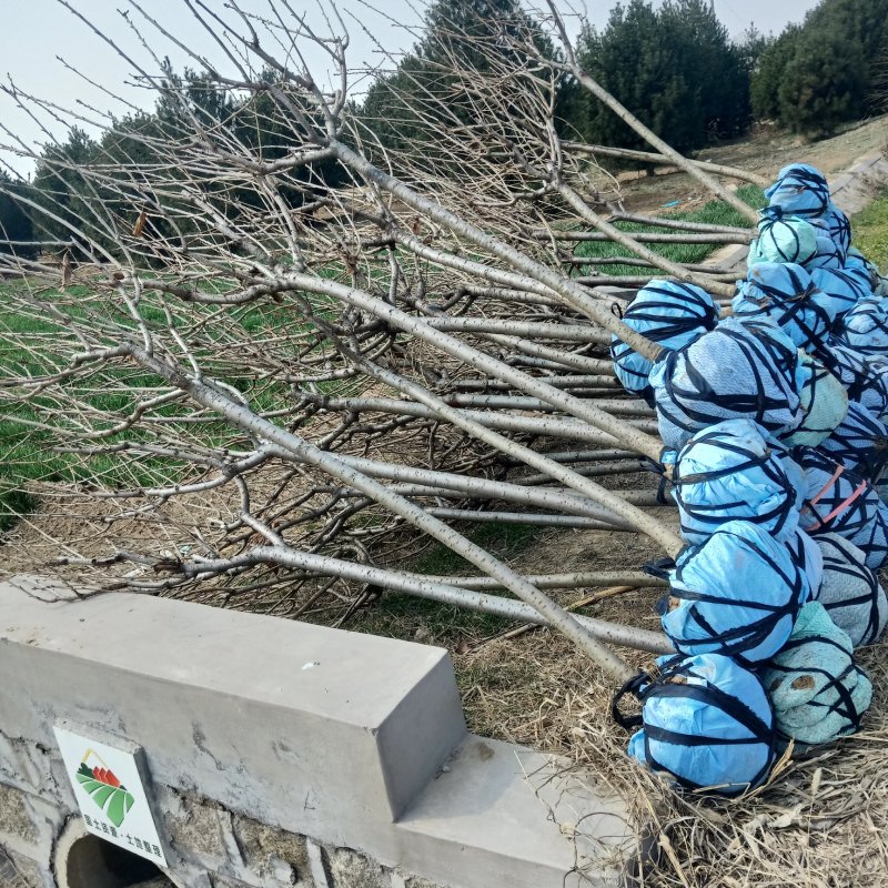 日本晚樱，3公分樱花树，花色漂亮