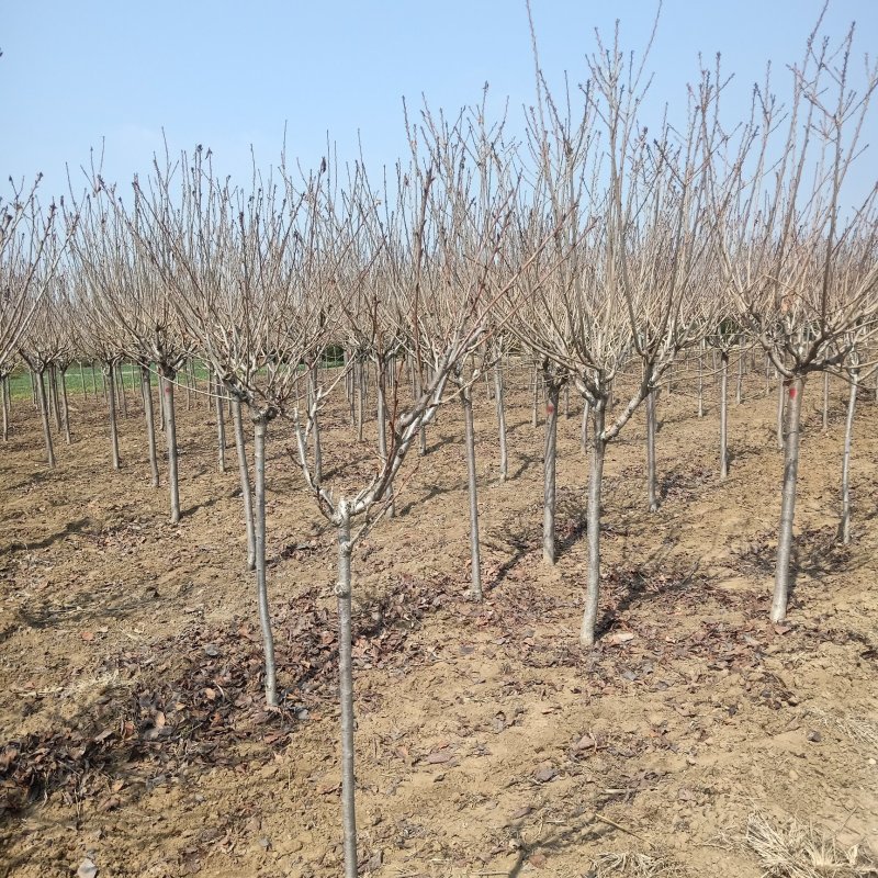 日本晚樱，3公分樱花树，花色漂亮