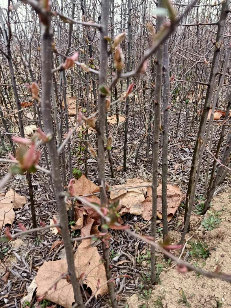 临沂皱皮木瓜树苗，真木瓜树苗基地直销