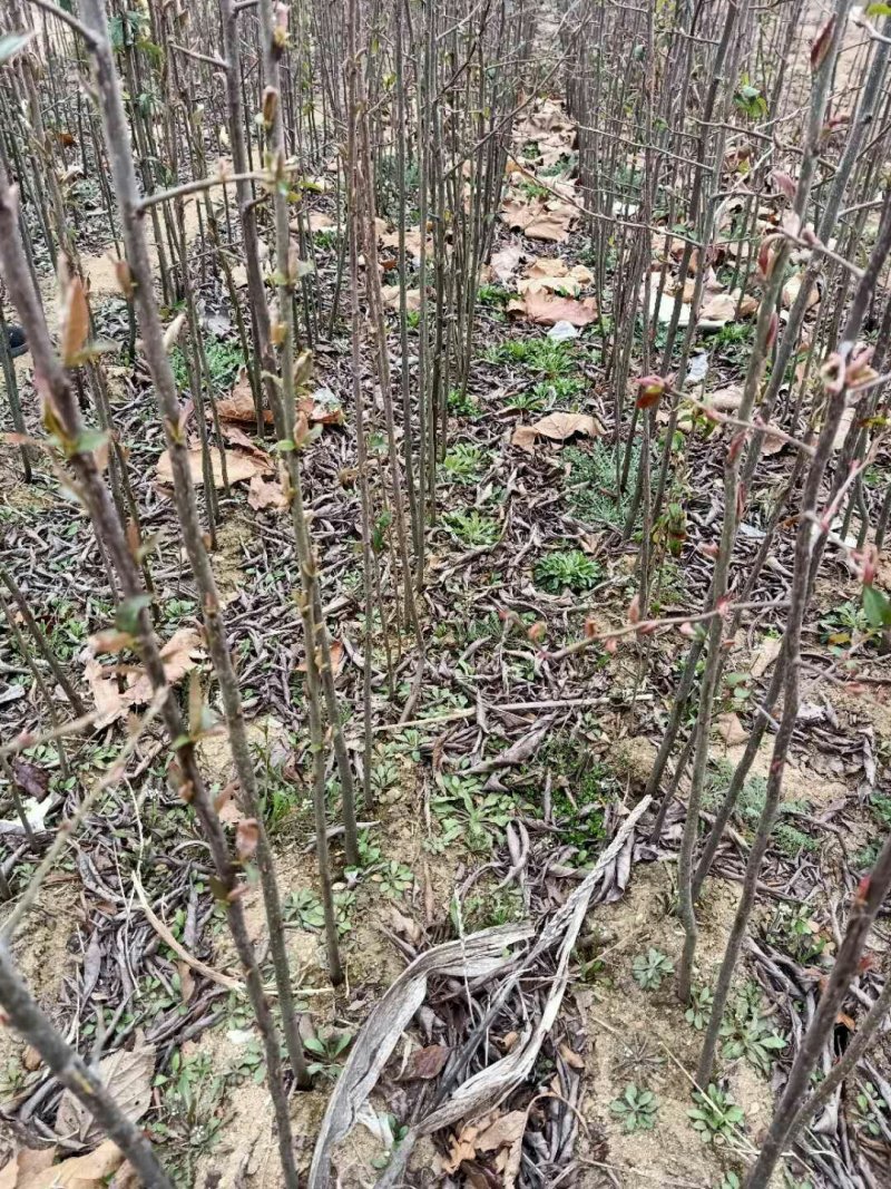 临沂皱皮木瓜树苗，真木瓜树苗基地直销