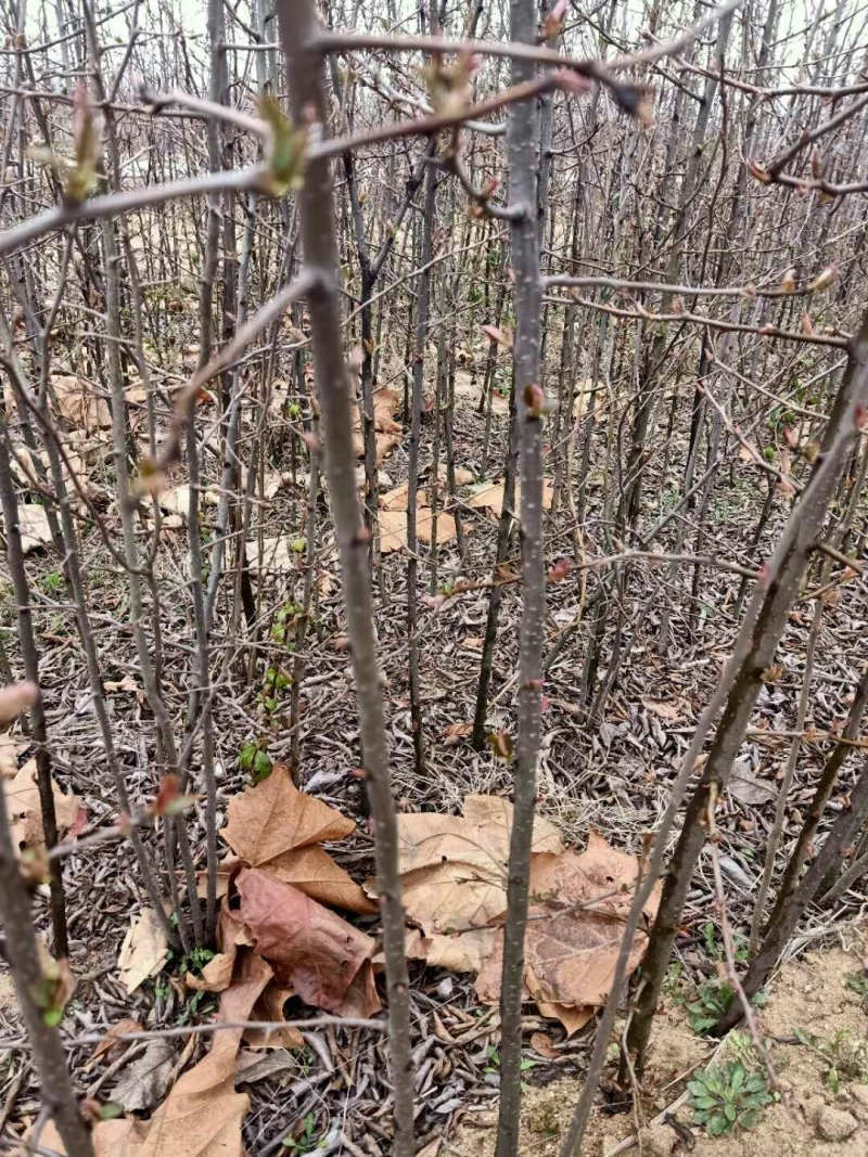 临沂皱皮木瓜树苗，真木瓜树苗基地直销