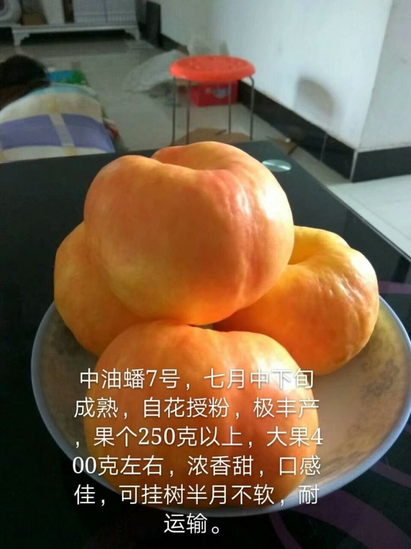 油蟠7号，七月成熟，个头大，口感好，耐运输，假一赔十