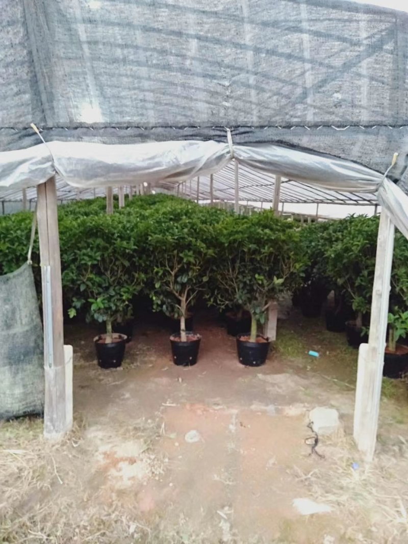 1.2米以上桂花球，月桂树——希腊神话中的花草树木。