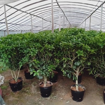 1.2米以上桂花球，月桂树——希腊神话中的花草树木。