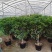 1.2米以上桂花球，月桂树——希腊神话中的花草树木。