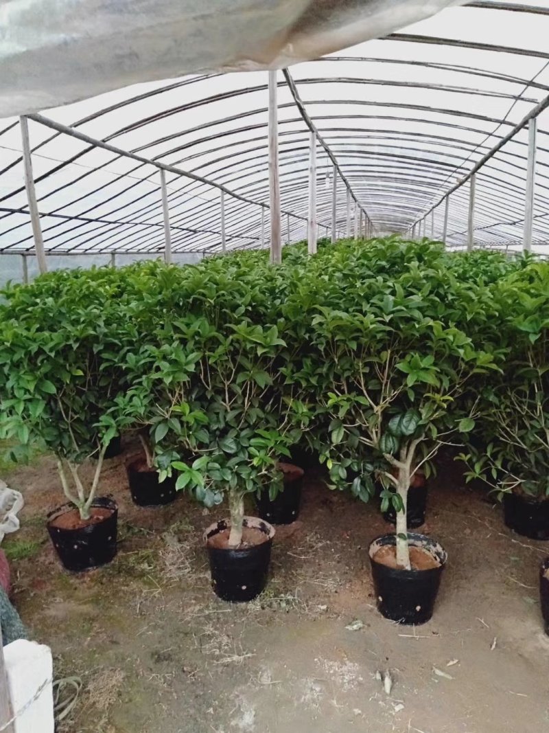 1.2米以上桂花球，月桂树——希腊神话中的花草树木。
