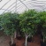 1.2米以上桂花球，月桂树——希腊神话中的花草树木。