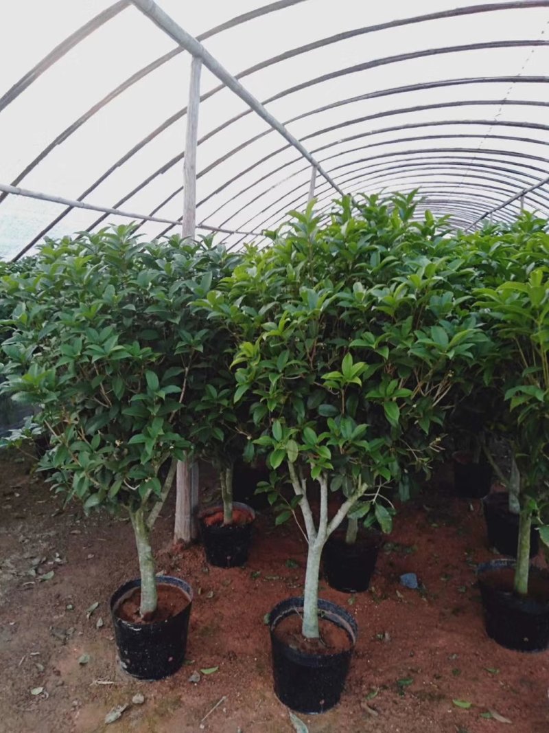1.2米以上桂花球，月桂树——希腊神话中的花草树木。