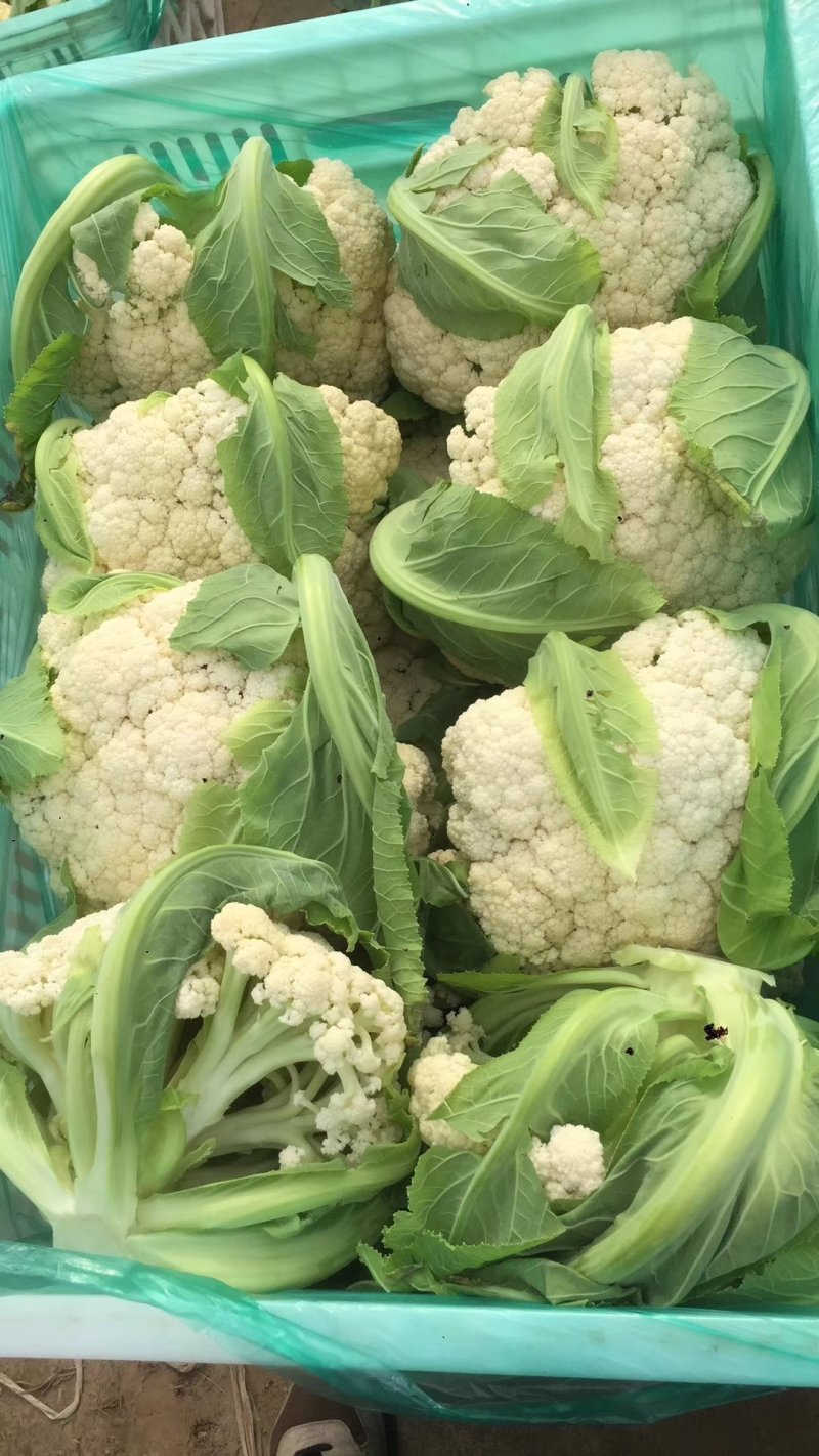 大量菜花上市，小米散花，80.85需要的老板联系