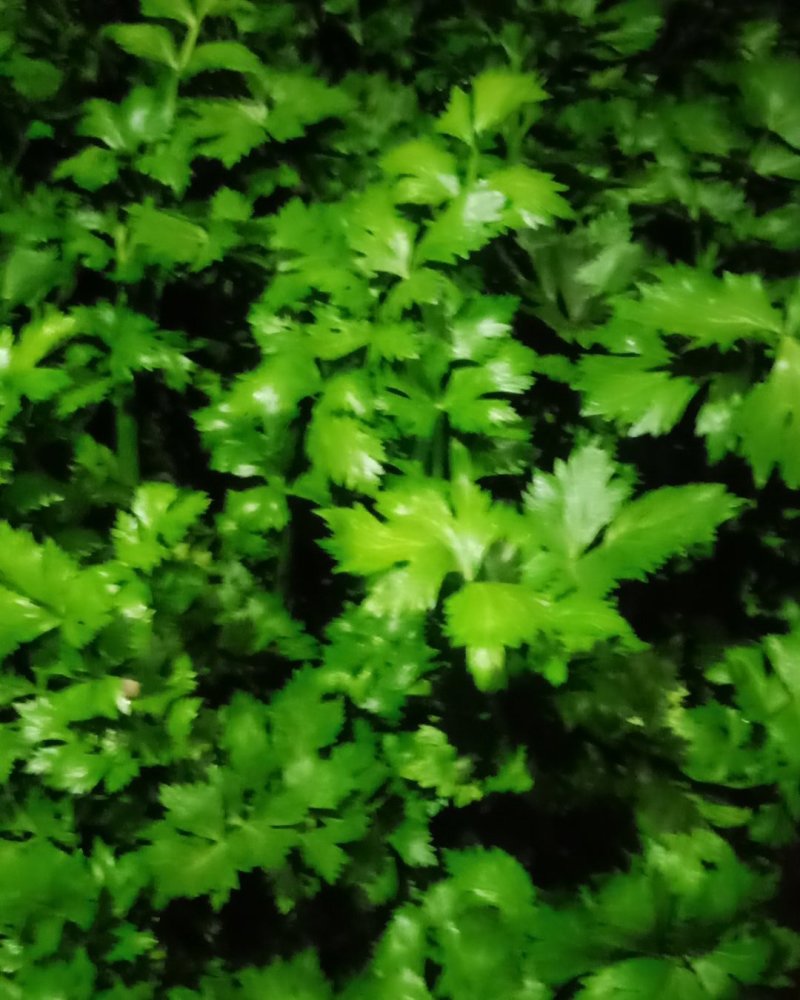 代收蔬菜代卖