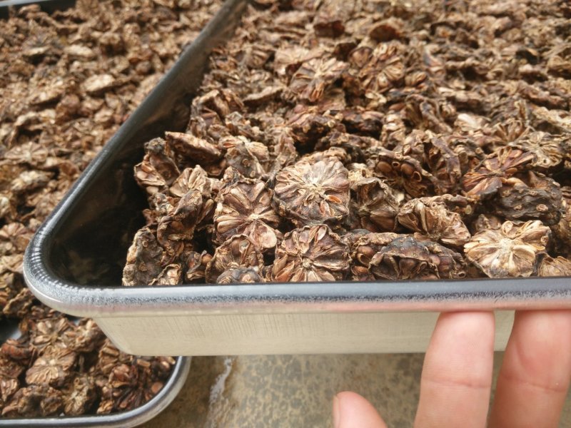 诺丽干果片诺丽果新鲜切片晒干风干提香