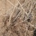 红王子锦带花苗50~80cm包指导包技术包成活
