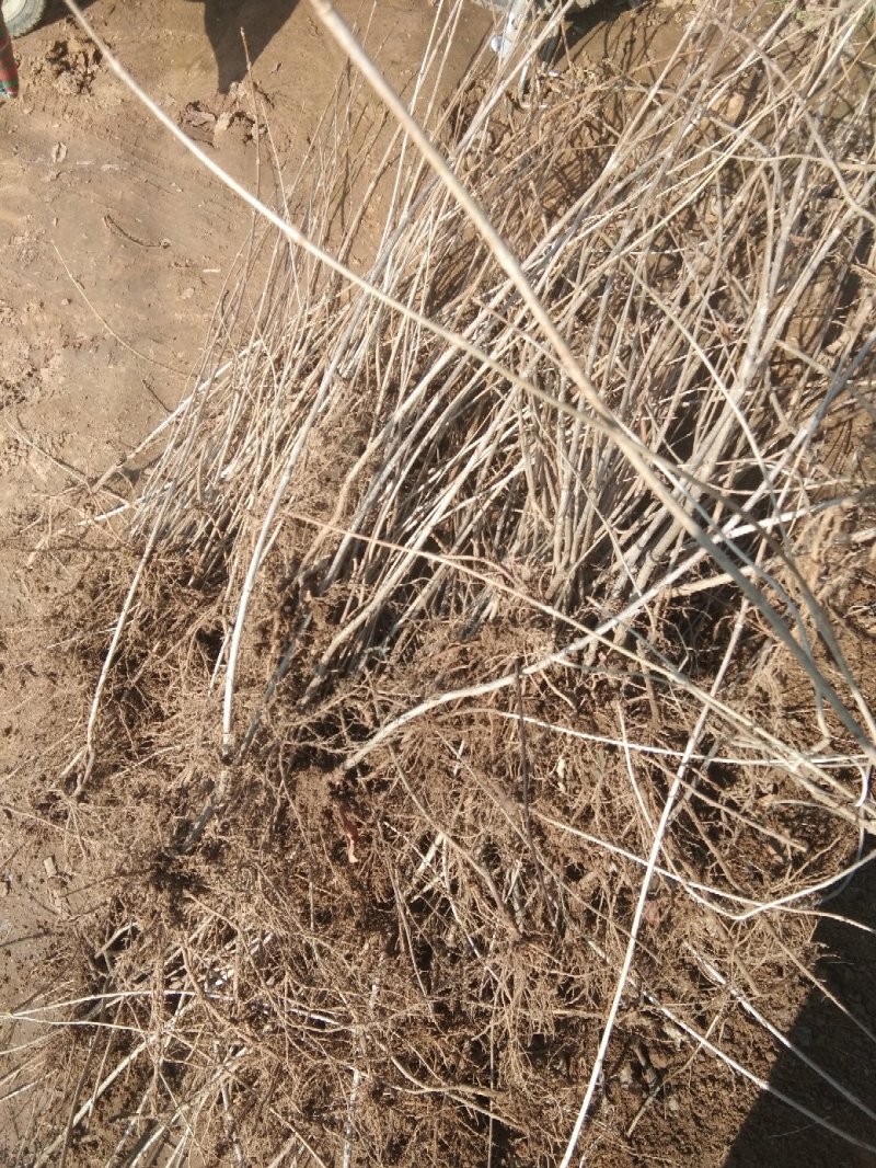 红王子锦带花苗50~80cm包指导包技术包成活