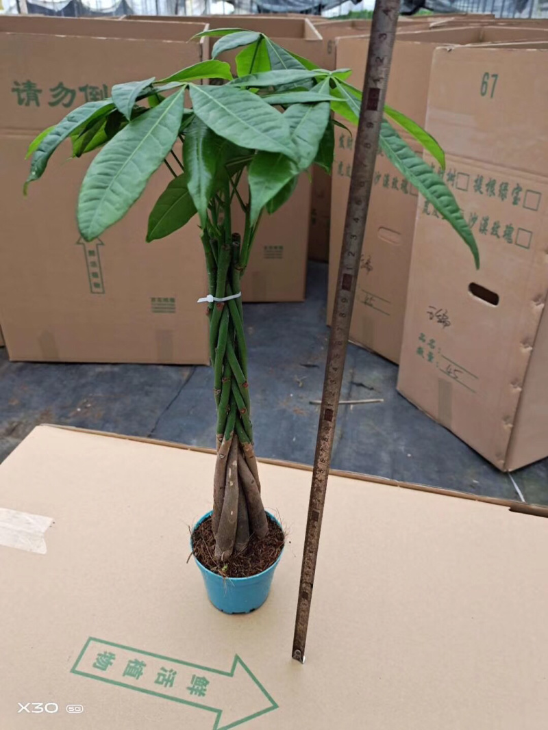 发财树/高50花卉盆景/植物盆栽5编发财树