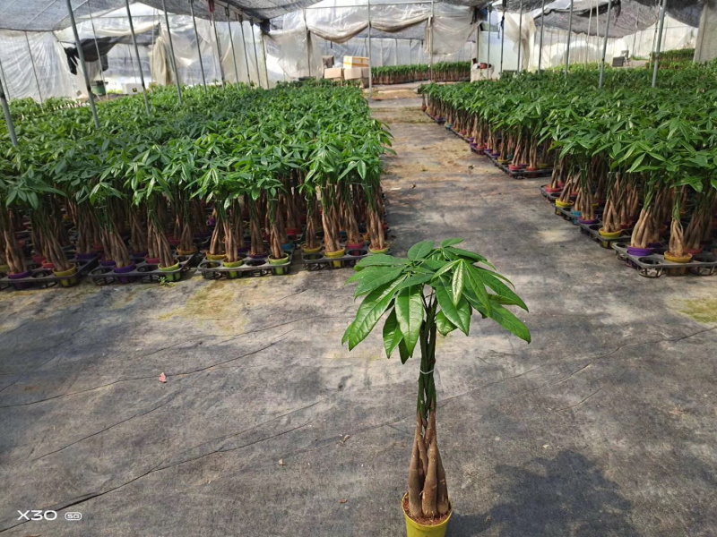 发财树/高50花卉盆景/植物盆栽5编发财树
