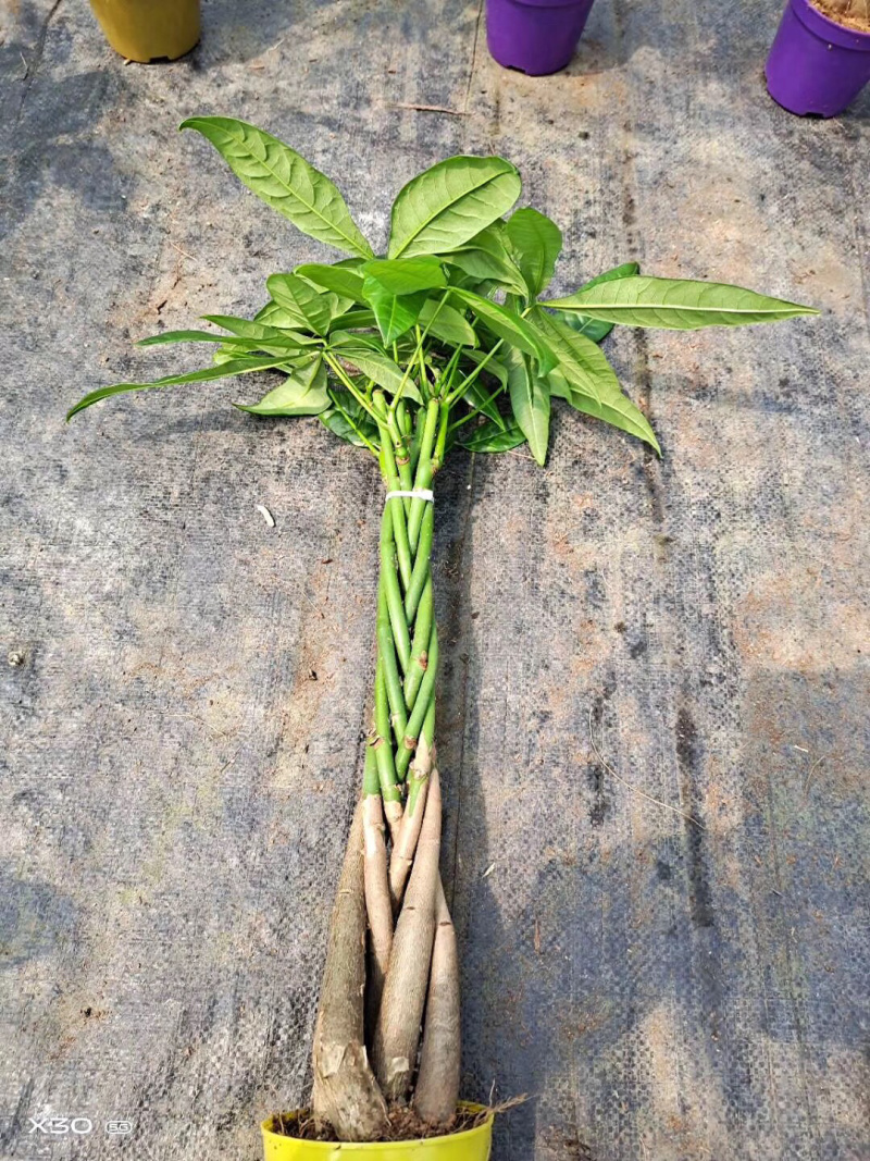 发财树/高50花卉盆景/植物盆栽5编发财树