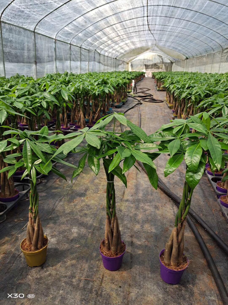 发财树/高50花卉盆景/植物盆栽5编发财树
