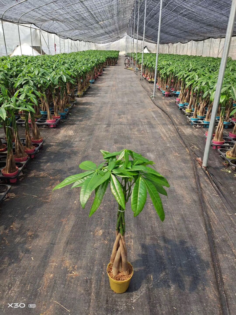 发财树/高50花卉盆景/植物盆栽5编发财树