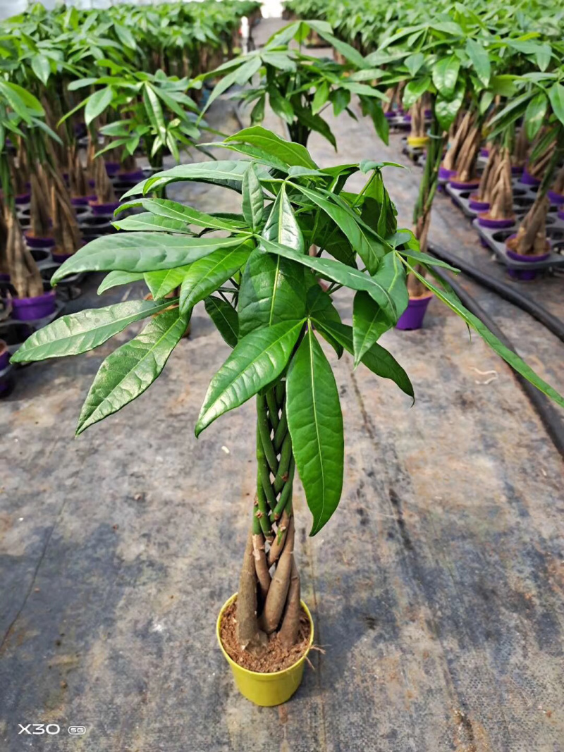 发财树/高50花卉盆景/植物盆栽5编发财树