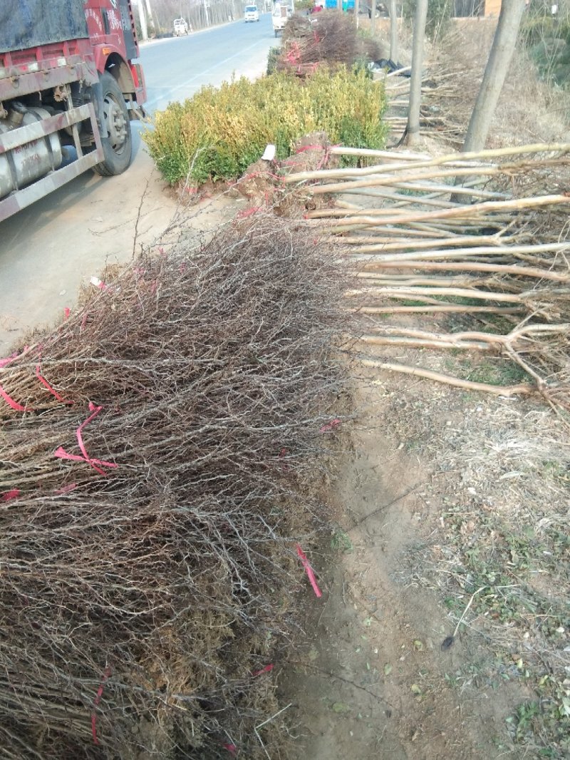 红叶小檗苗30~40cm包指导基地直发包成活