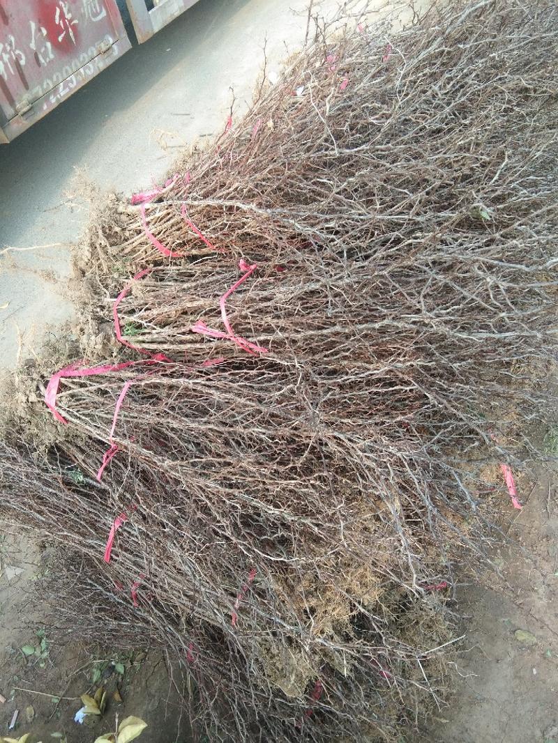 红叶小檗苗30~40cm包指导基地直发包成活