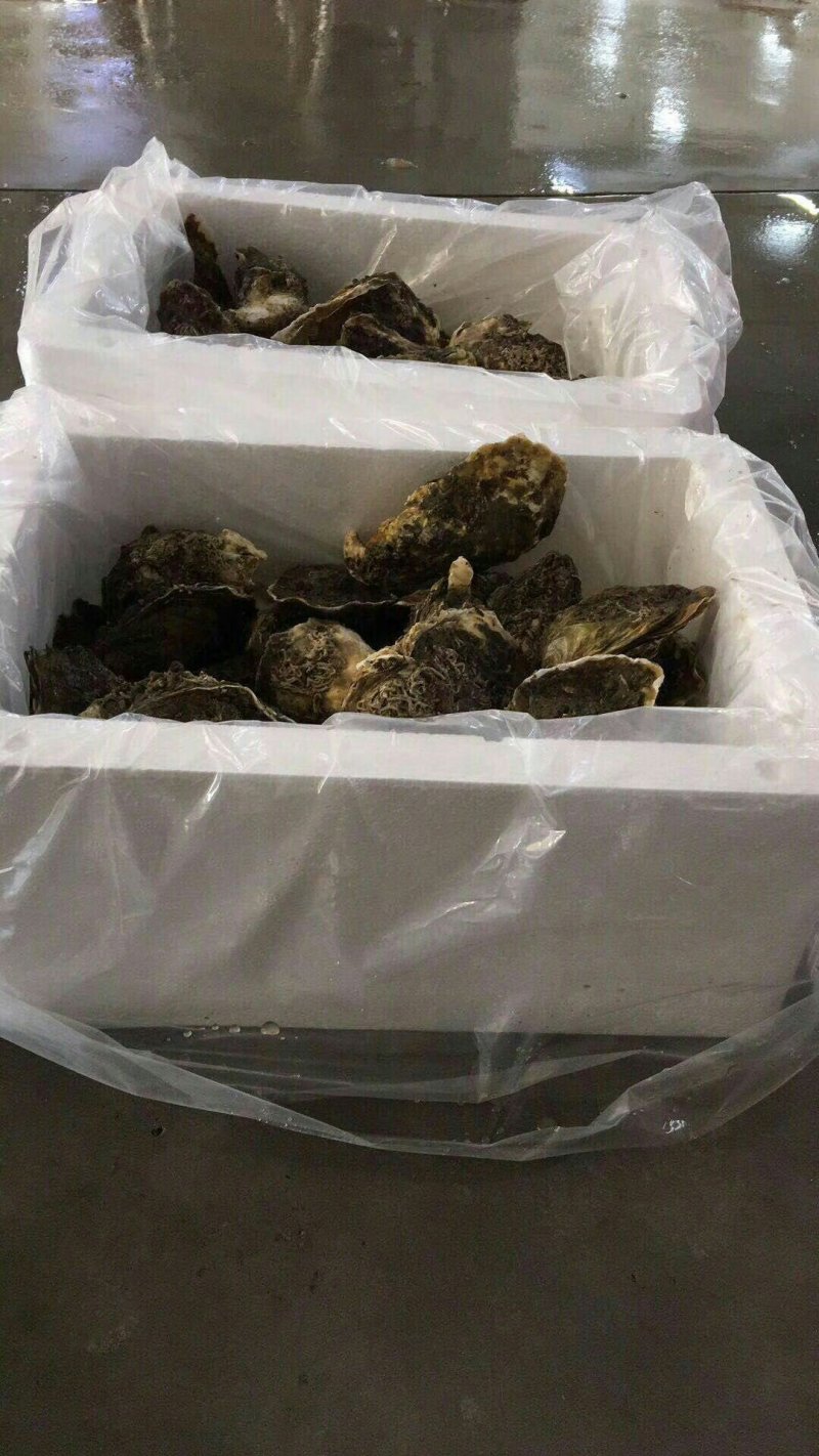 生蚝鲜活烧烤深海原汁鲜蚝牡蛎带壳1件5斤家庭装不包邮