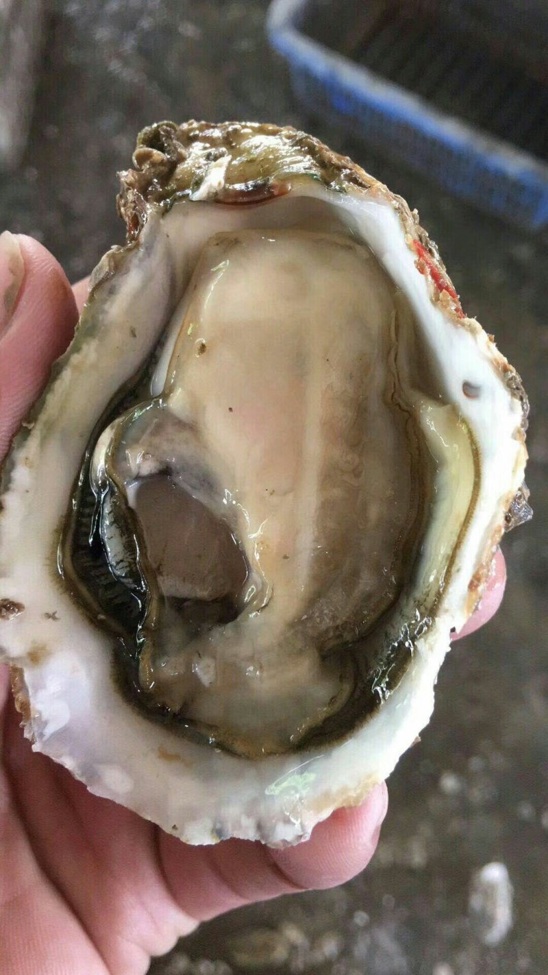生蚝鲜活烧烤深海原汁鲜蚝牡蛎带壳1件5斤家庭装不包邮